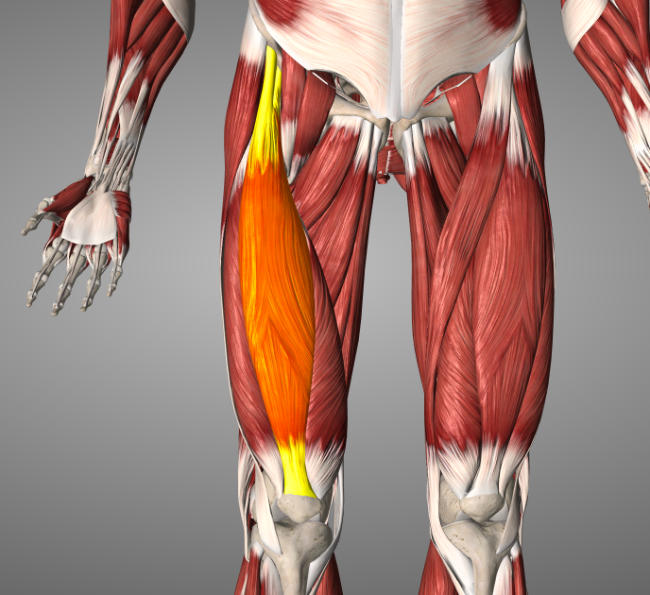 A 3D anatomy render of the thigh where the rectus femoris muscle is highlighted